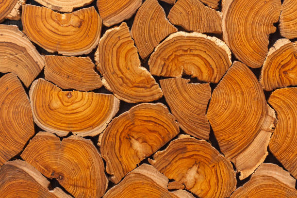 Mature Wood